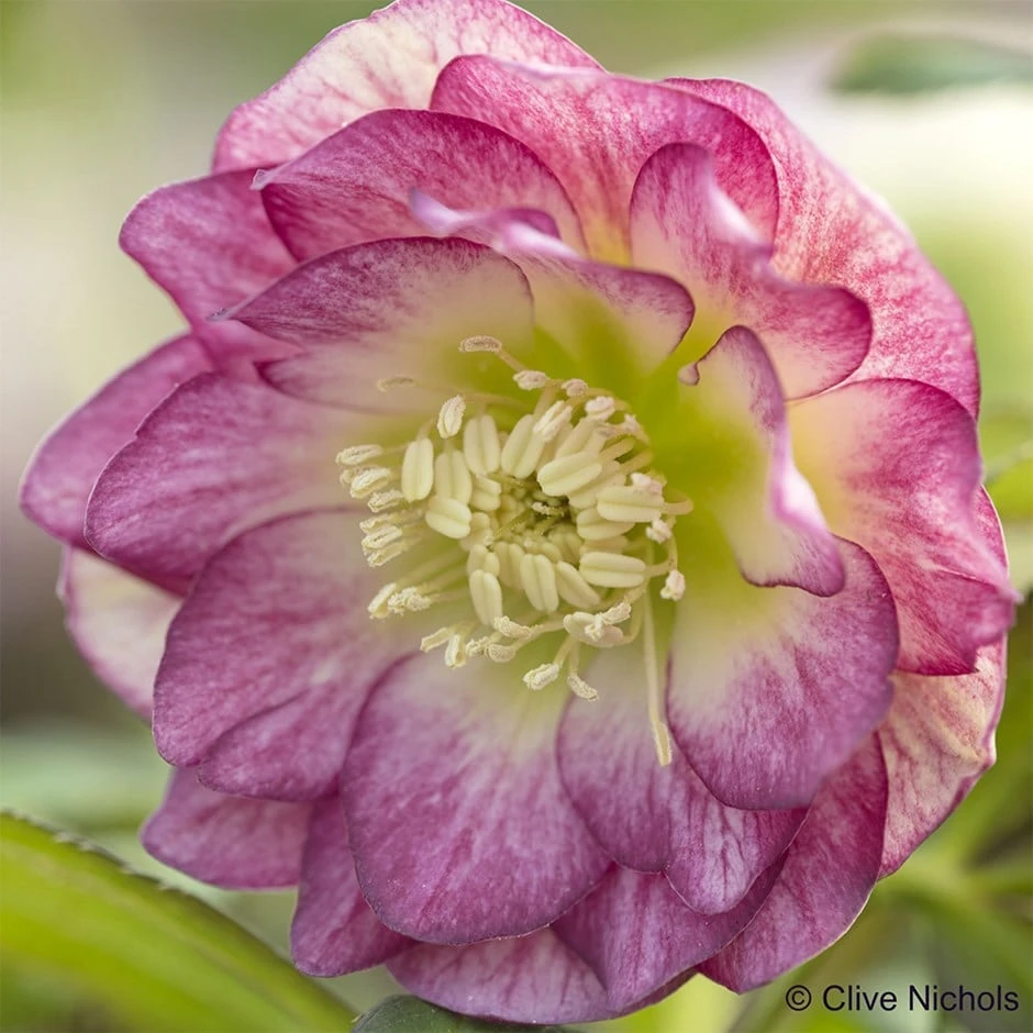 Helleborus × Hybridus Harvington Double Blush 1 Helleborus × Hybridus Harvington Double Blush