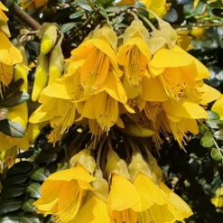 Sophora Sun King ('Hilsop') (PBR) -Cheap Plants Store pl2000038821 card3 lg