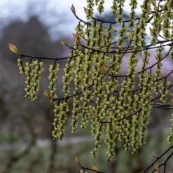 Stachyurus Chinensis 'Celina' -Cheap Plants Store pl2000038829 card3 lg