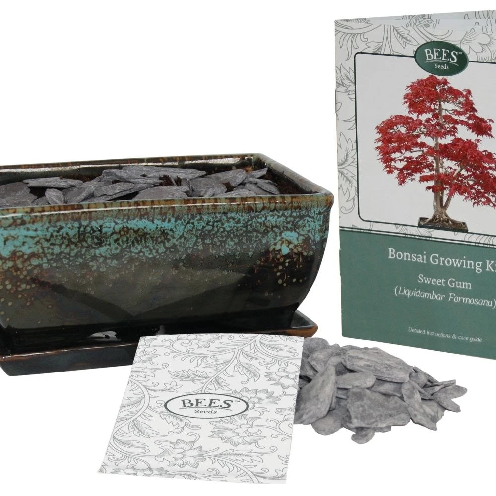 Bonsai Sweet Gum - Seed Growing Kit 3 Bonsai Sweet Gum - Seed Growing Kit - Image 3