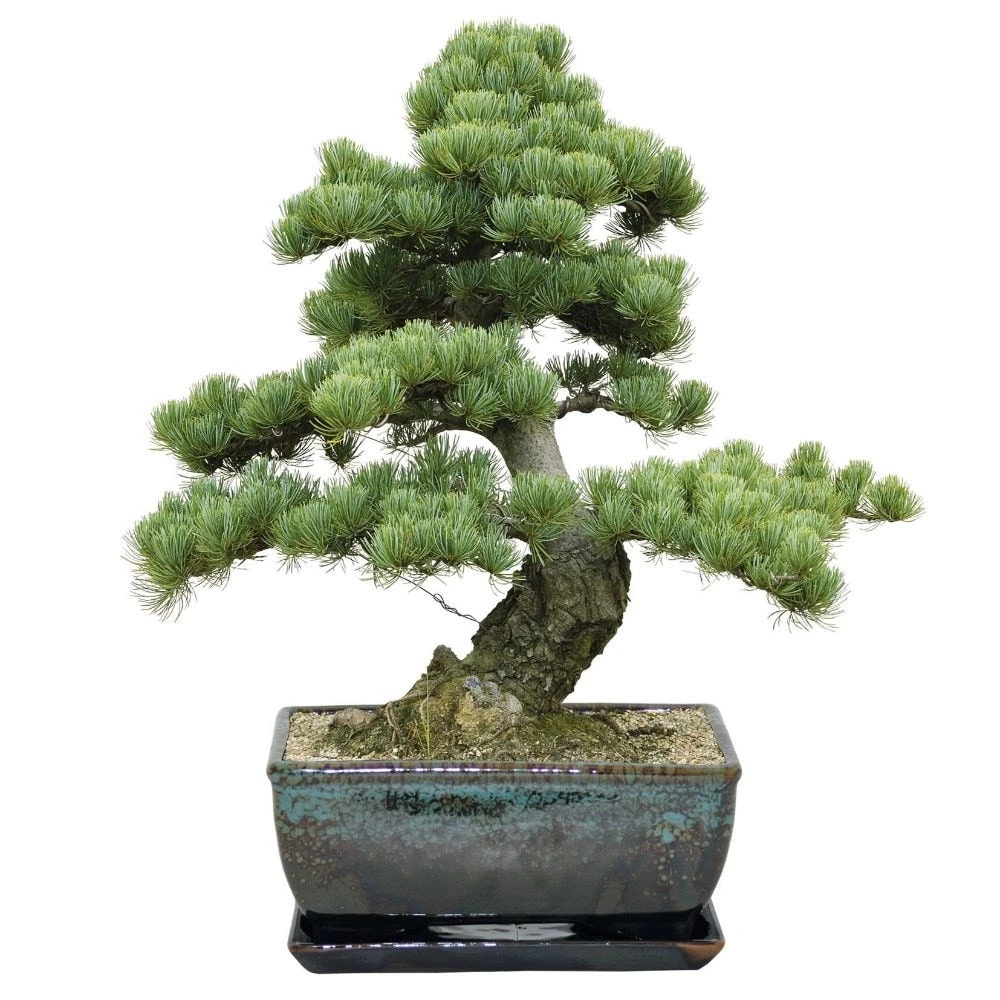 Bonsai Pine - Seed Growing Kit 2 Bonsai Pine - Seed Growing Kit - Image 2