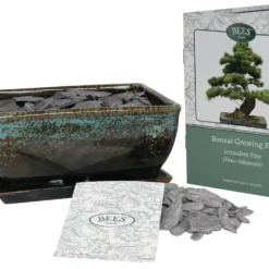 Bonsai Pine - Seed Growing Kit 5 Bonsai Pine - Seed Growing Kit -Cheap Plants Store pl2000039320 card3 lg