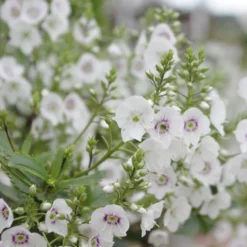 Parahebe Catarractae 'Avalanche' (PBR)