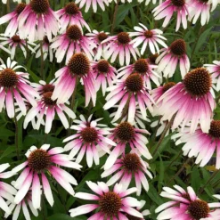 Echinacea Pretty Parasols ('JS Engeltje') (PBR) 19 Echinacea Pretty Parasols ('JS Engeltje') (PBR) -Cheap Plants Store pl2000039354 card10 lg