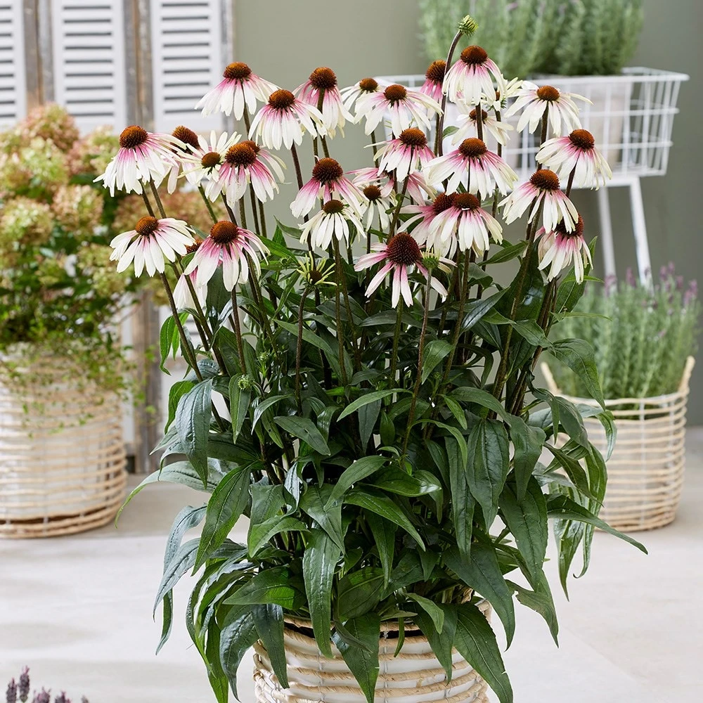 Echinacea Pretty Parasols ('JS Engeltje') (PBR) 3 Echinacea Pretty Parasols ('JS Engeltje') (PBR) - Image 3