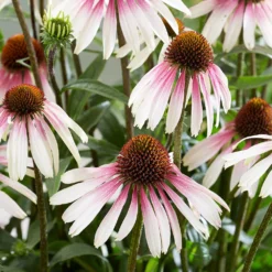 Echinacea Pretty Parasols ('JS Engeltje') (PBR) 13 Echinacea Pretty Parasols ('JS Engeltje') (PBR) -Cheap Plants Store pl2000039354 card4 lg