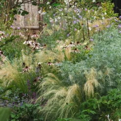 Echinacea Pretty Parasols ('JS Engeltje') (PBR) 15 Echinacea Pretty Parasols ('JS Engeltje') (PBR) -Cheap Plants Store pl2000039354 card6 lg