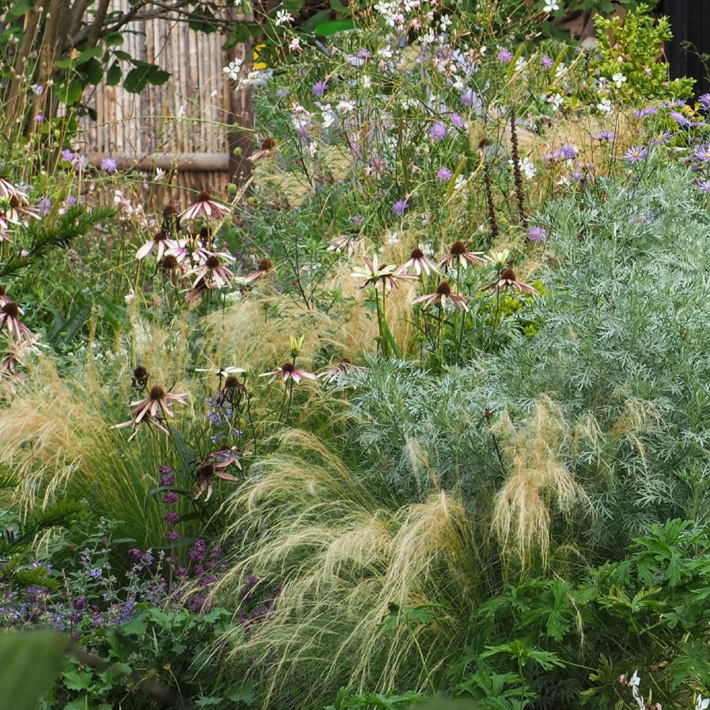 Echinacea Pretty Parasols ('JS Engeltje') (PBR) 6 Echinacea Pretty Parasols ('JS Engeltje') (PBR) - Image 6