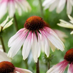 Echinacea Pretty Parasols ('JS Engeltje') (PBR) 16 Echinacea Pretty Parasols ('JS Engeltje') (PBR) -Cheap Plants Store pl2000039354 card7 lg
