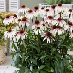 Echinacea Pretty Parasols ('JS Engeltje') (PBR) 17 Echinacea Pretty Parasols ('JS Engeltje') (PBR) -Cheap Plants Store pl2000039354 card8 lg