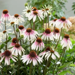 Echinacea Pretty Parasols ('JS Engeltje') (PBR) 18 Echinacea Pretty Parasols ('JS Engeltje') (PBR) -Cheap Plants Store pl2000039354 card9 lg