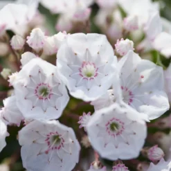 Kalmia Latifolia F. Myrtifolia 'Elf'