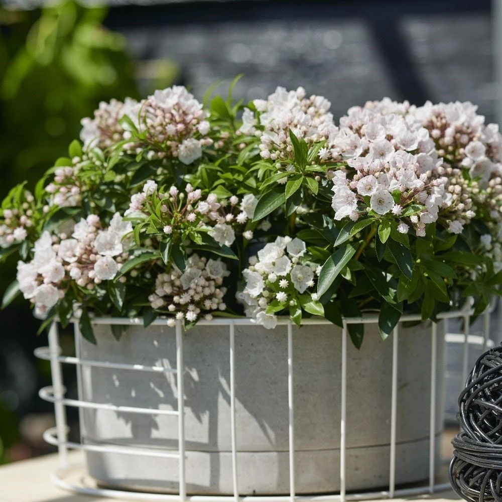 Kalmia Latifolia F. Myrtifolia 'Elf' 2 Kalmia Latifolia F. Myrtifolia 'Elf' - Image 2