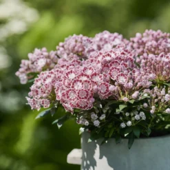 Kalmia Latifolia 'Little Linda' 5 Kalmia Latifolia 'Little Linda' -Cheap Plants Store pl2000039554 card3 lg