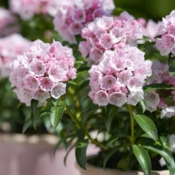Kalmia Latifolia 'Tiddlywinks' 5 Kalmia Latifolia 'Tiddlywinks' -Cheap Plants Store pl2000039579 card3 lg