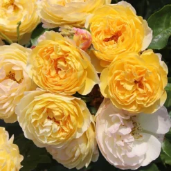 Rosa Belle De Jour ('Deljauper') (PBR)