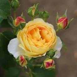 Rosa Belle De Jour ('Deljauper') (PBR) -Cheap Plants Store pl2000040031 card3 lg