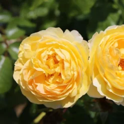 Rosa Belle De Jour ('Deljauper') (PBR) -Cheap Plants Store pl2000040031 card4 lg