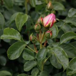 Rosa Belle De Jour ('Deljauper') (PBR) -Cheap Plants Store pl2000040031 card5 lg