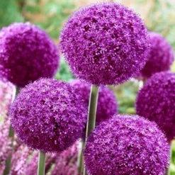 Allium 'Ambassador' (XXL Bulb)