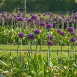 Allium 'Ambassador' (XXL Bulb) -Cheap Plants Store pl2000040095 card3 lg