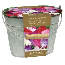 Sweet Peas In A Gift Bucket