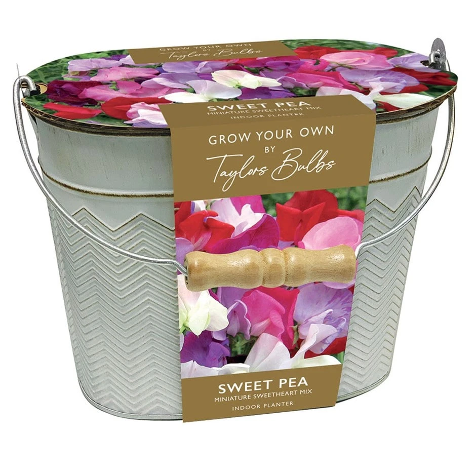 Sweet Peas In A Gift Bucket 1 Sweet Peas In A Gift Bucket