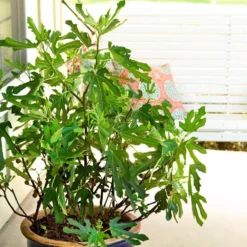 Fig Little Miss Figgy ('Lmf01') (PBR) -Cheap Plants Store pl2000040198 card3 lg