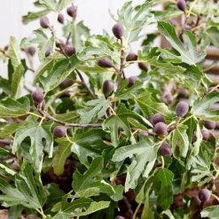 Fig Little Miss Figgy ('Lmf01') (PBR) -Cheap Plants Store pl2000040198 card4 lg