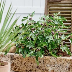 Fig Little Miss Figgy ('Lmf01') (PBR) -Cheap Plants Store pl2000040198 card5 lg