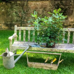 Fig Little Miss Figgy ('Lmf01') (PBR) -Cheap Plants Store pl2000040198 card6 lg