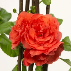 Chaenomeles Speciosa 'Orange Storm' (PBR) -Cheap Plants Store pl2000040216 card3 lg