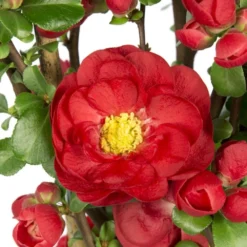 Chaenomeles Speciosa 'Scarlet Storm' (PBR) -Cheap Plants Store pl2000040217 card3 lg