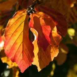 Parrotia Persica 5 Parrotia Persica -Cheap Plants Store pl2000040236 card3 lg