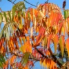 Rhus Typhina 'Dissecta'