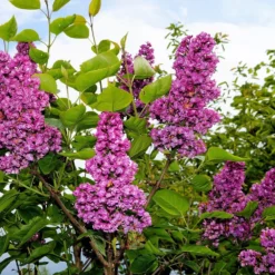 Syringa Vulgaris 'Andenken An Ludwig Späth' 5 Syringa Vulgaris 'Andenken An Ludwig Späth' -Cheap Plants Store pl2000040245 card3 lg