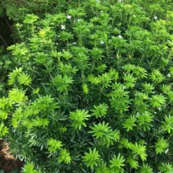 Choisya × Dewitteana Greenfingers ('Lissfing') (PBR) -Cheap Plants Store pl2000040329 card3 lg