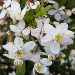 Choisya × Dewitteana Greenfingers ('Lissfing') (PBR) -Cheap Plants Store pl2000040329 card4 lg