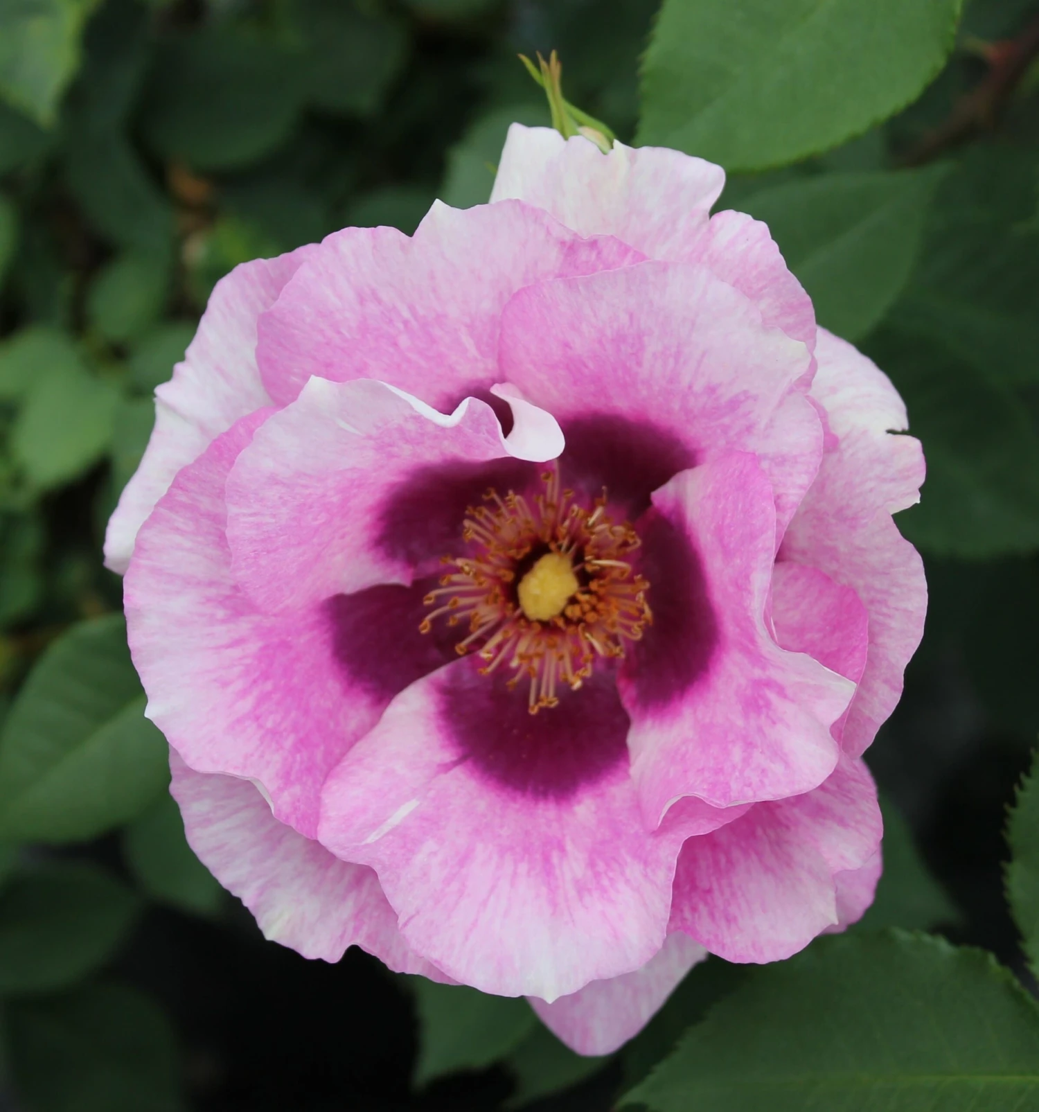 Rosa Eyes For You ('Pejbigeye') (PBR) 2 Rosa Eyes For You ('Pejbigeye') (PBR) - Image 2