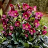 Helleborus HGC Ice 'N' Roses Red ('Coseh 4100') (PBR)