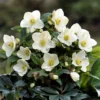 Helleborus HGC Ice 'n' Roses White ('Coseh 4500') (PBR)