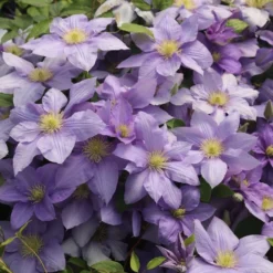 Clematis Cézanne ('Evipo023') (PBR) (Boulevard Series)