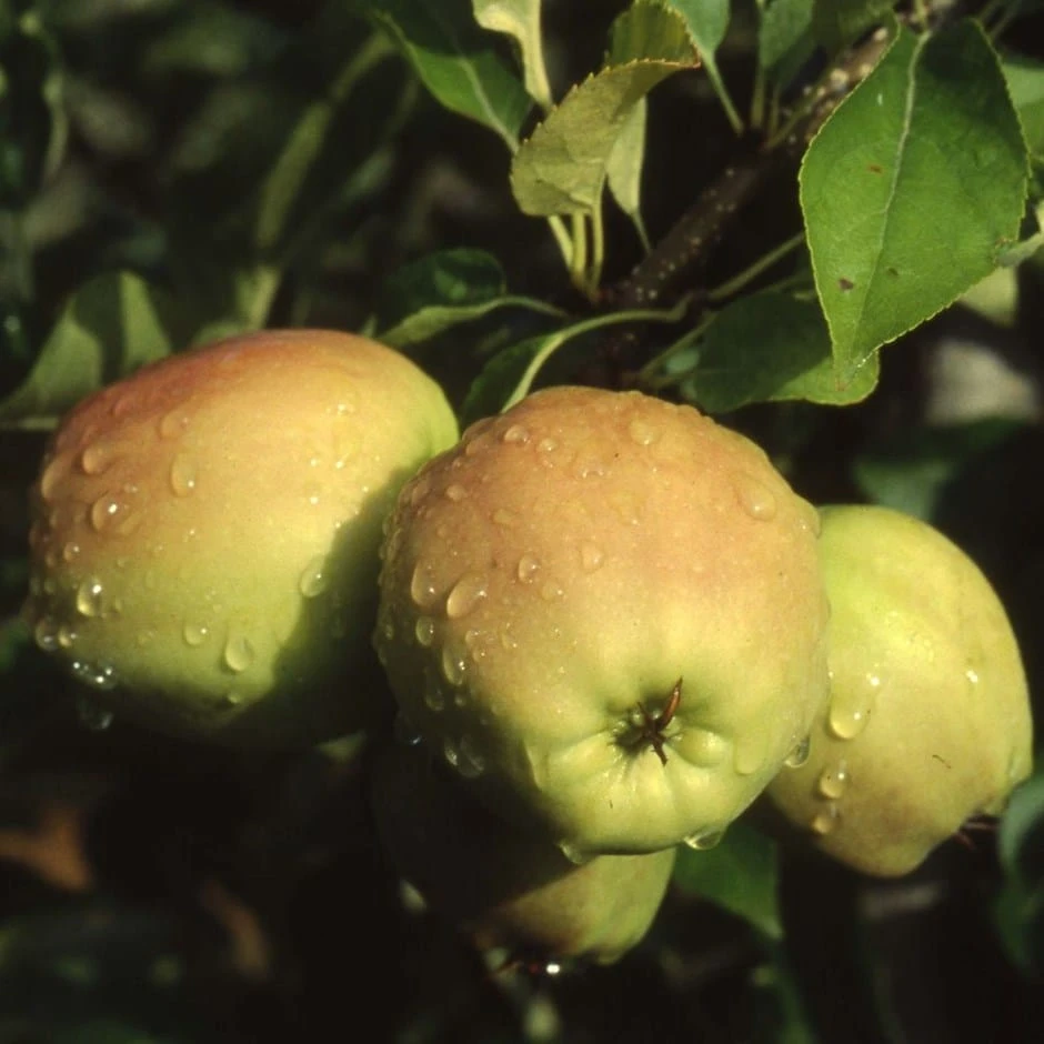 Apple 'Golden Delicious' 1 Apple 'Golden Delicious'