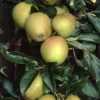 Apple 'Herefordshire Russet' (PBR)