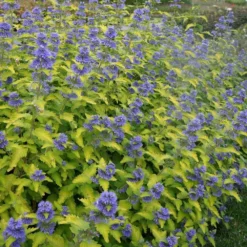 Caryopteris × Clandonensis Hint Of Gold ('Lisaura') (PBR) -Cheap Plants Store pl2000040531 card4 lg