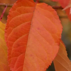 Prunus 'Kofugen' -Cheap Plants Store pl2000040733 card4 lg