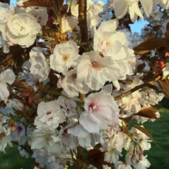 Prunus 'Shizuka'