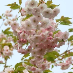 Prunus 'Ichiyo'