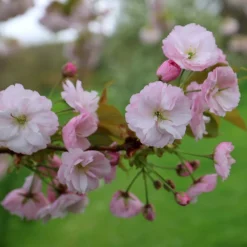 Prunus 'Ichiyo' -Cheap Plants Store pl2000040747 card3 lg