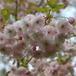 Prunus 'Ichiyo' -Cheap Plants Store pl2000040747 card5 lg